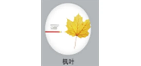 Hello Today 12W Ceiling Light/ Maple Leaf